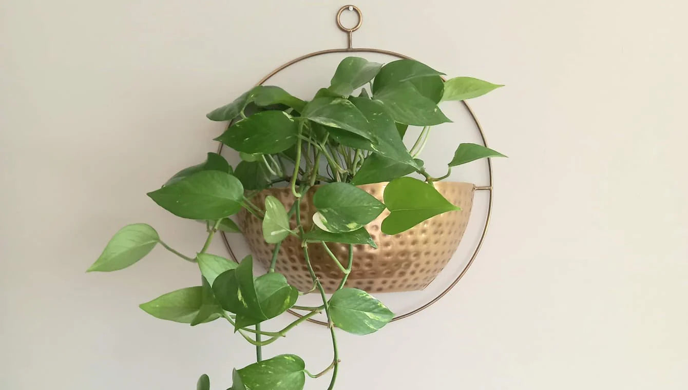 Hanging Planters